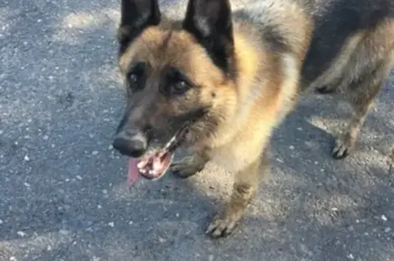 Пропала собака в Черногорске, помогите найти!