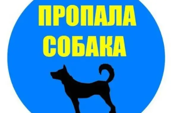 Пропала собака на ул. Овчинникова