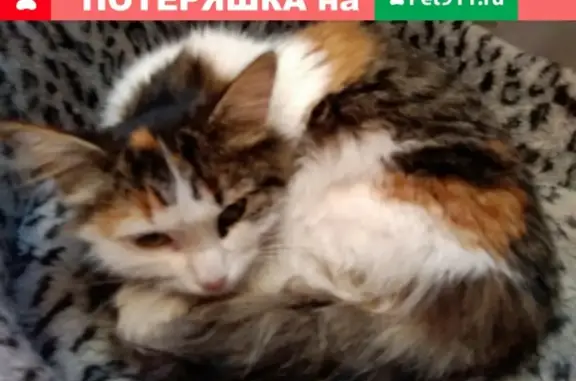 Найдена молодая кошка в Новых Ватутинках