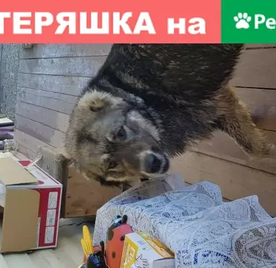 Собака найдена на Ушаковке, Иркутск, Россия.