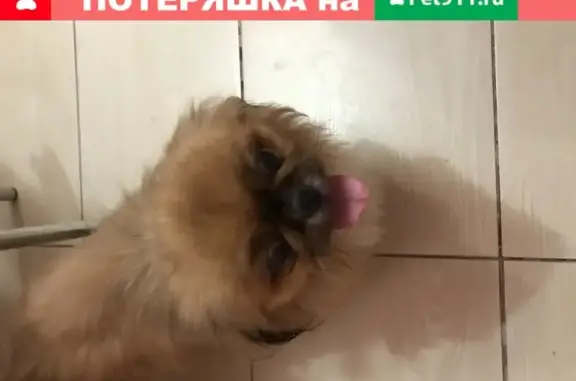 Персиковая собака найдена во дворе дома 107 в Екатеринбурге