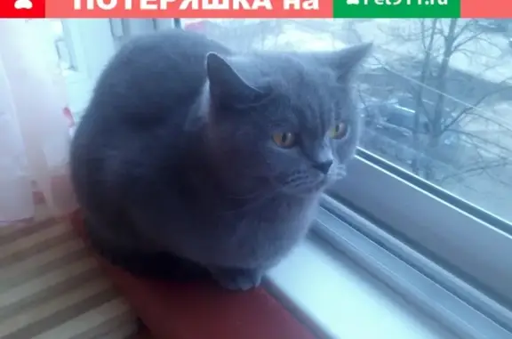Пропала кошка Муся на ул. Юбилейной, Серпухов