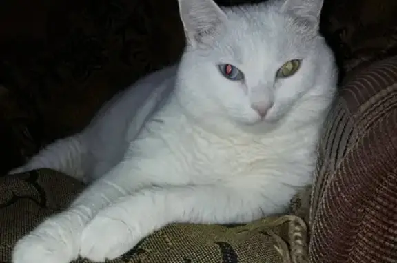 Кошки потеряшки, Новосибирск, фото: Потеряшка белый котик Масяня, 11 лет, сахарный диабет, ул. Станиславского 34А, Новосибирск