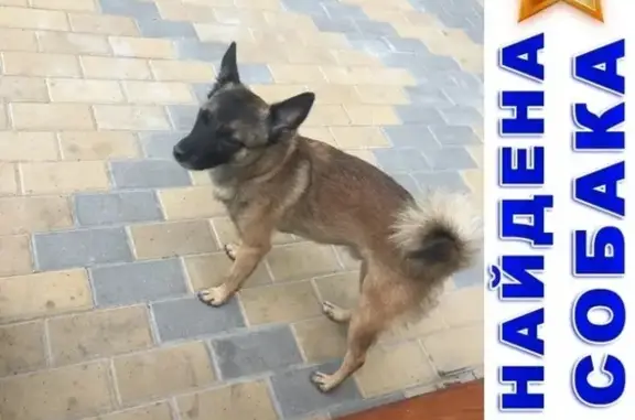 Потерянная собака на Нижегородской улице