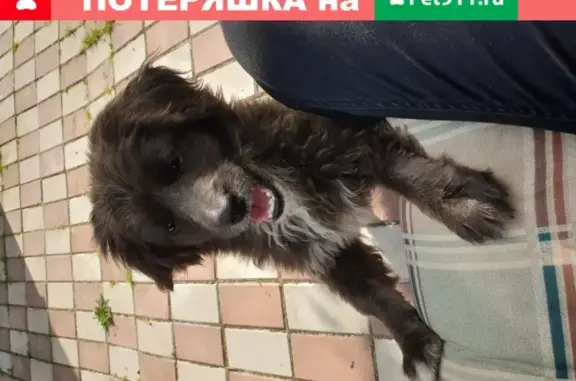 Найдена маленькая собака в Солнечногорске