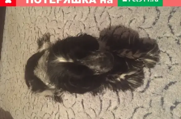 Найдена кошка-спаниель в Москве, 3 года