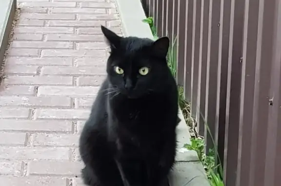 Потерянные животные Смоленск, фото: Пропала кошка в Демидовке, Смоленская область