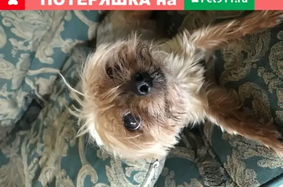 Найдена собака, Москва, фото: Найден йоркширский терьер в Московской области
