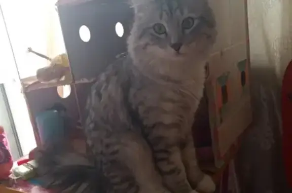 Кошки потеряшки, Москва, фото: Потеряшка кот Барсик на проезде Дежнёва, 20.