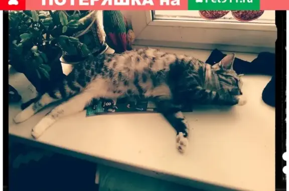 Пропала кошка Мася на Крымской площади!