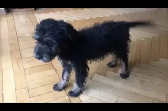 Найдена чёрно-рыжая собака во Владивостоке