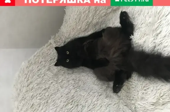 Объявления о пропавших и найденных животных, Москва, фото: Пропала кошка в Москве, Осташковский проезд