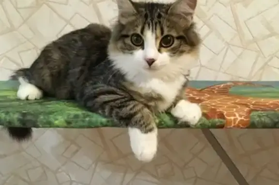 Пропала кошка в Тюмени, улица Пражская, 51