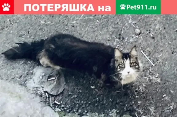 Найдена кошка в Жуковском, ул. Жуковского, 5