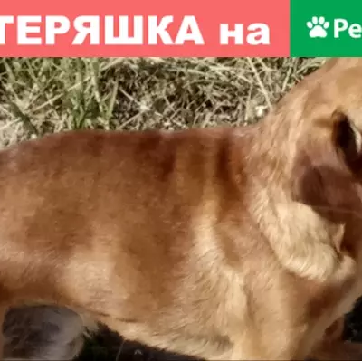 Пропала собака Метиз в Боре, Нижегородская область