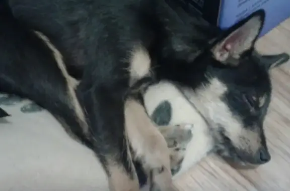 Найдена собака в Петропавловске: щенок Маруська в районе Стройгородка
