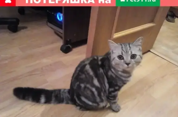 Кошка найдена в Оренбурге, Россия