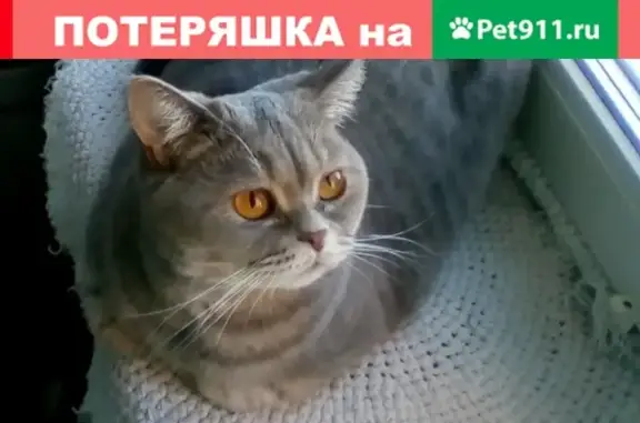 Пропала кошка Кася на Волгоградской улице, Ярославль