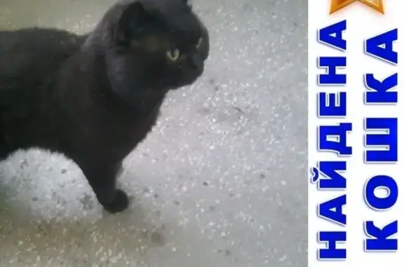 Найдена кошка на ул. Кутузова, 62, подъезд 4, ищет хозяев или добрых людей