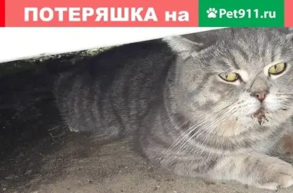 Найдена кошка с ошейником в Краснодаре