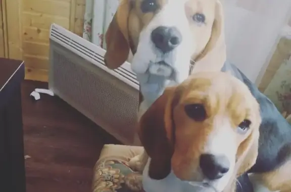 Собаки потеряшки, садовое товарищество Новь, фото: Потеряшкаи 2 бигля в СНТ Новь, Наро-Фоминский округ (Россия)