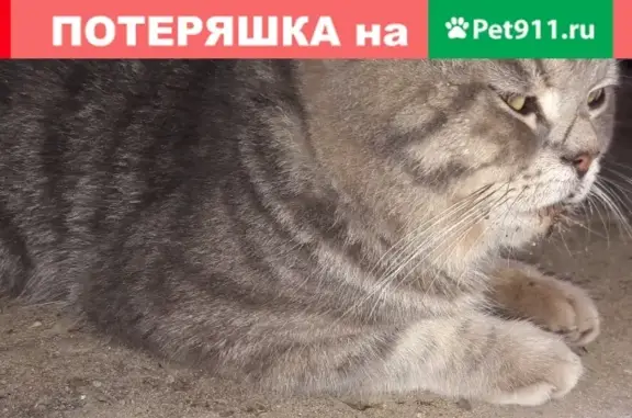 Пропала кошка с бежево-полосатым окрасом, адрес: Краснодар