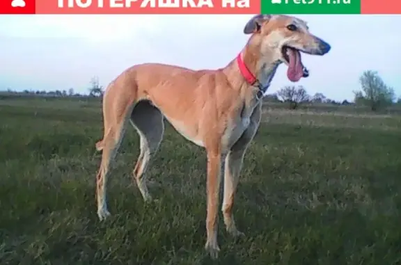 Пропала собака грейхаунд в Пирново, Киевская область