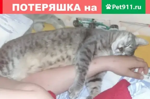 Пропала кошка на Жуковском пр-д, 4!