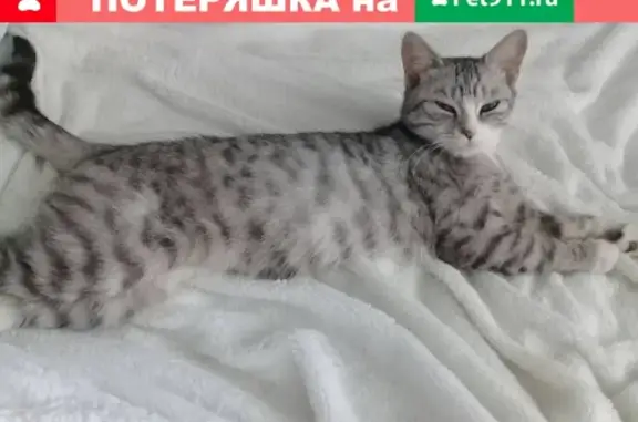 Кошка найдена на ул. Амурская, 68