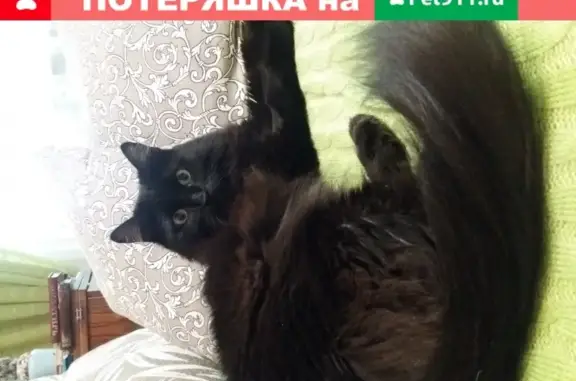 Найдена кошка на ул. Тотмина, 16 в Красноярске