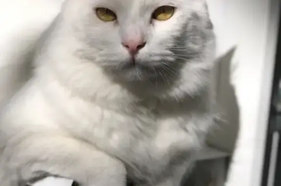 Кошки потеряшки, Москва, фото: Потеряшка кошка Снежок на улице Космонавта Волкова, Москва