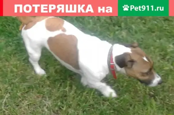 Пропала собака в Рязанской обл., Черная Слобода, клеймо на животе.