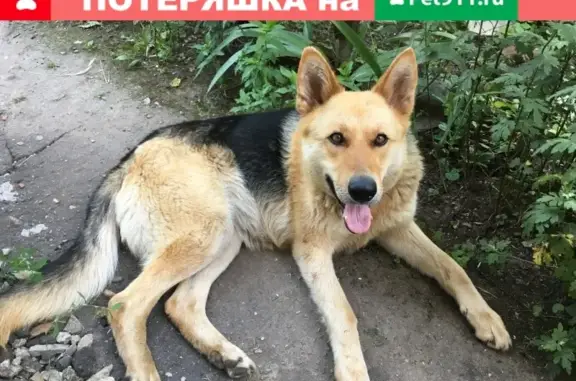 Найдена молодая собака на ул. Калинина 1к12 в Краснодаре