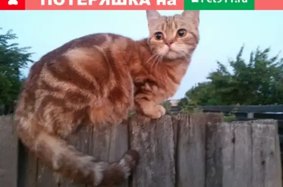Найдена кошка на даче в пос. ГЭС, Волгоград