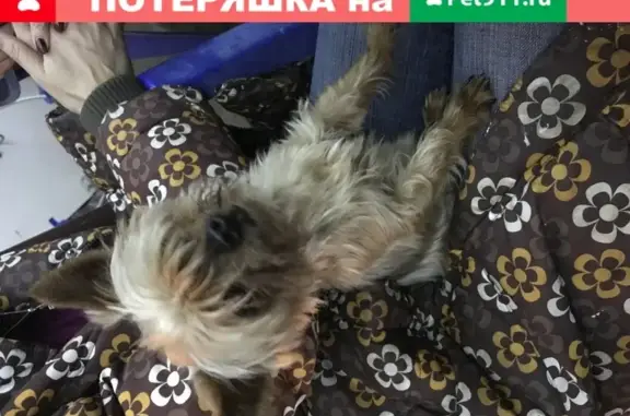 Собака Ёрк найдена в Москве на улице Цветочная, 220
