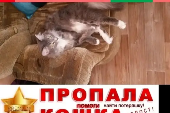Пропала кошка в Октябрьском районе, Бишкек