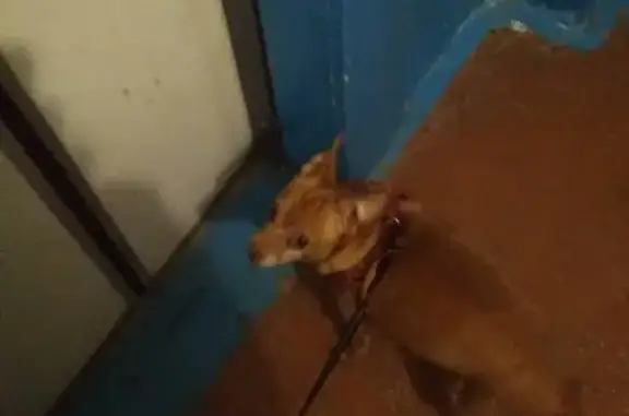 Пропала собака Джоня в Симферополе на ул. Куйбышева