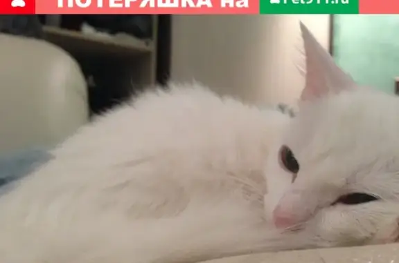 Кошки потеряшки, Москва, фото: Потеряшка кошка на Клязьминской улице, вознаграждение за находку