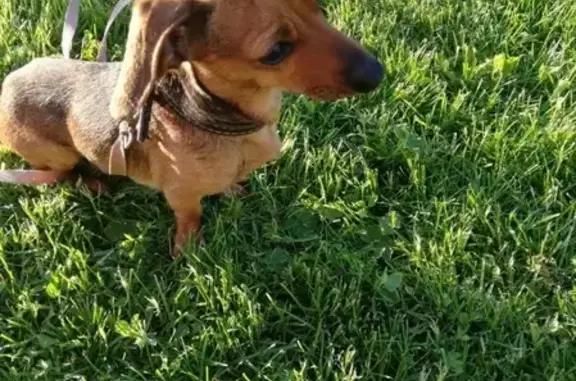 Найдена собака в Великом Дворе, Талдомский район