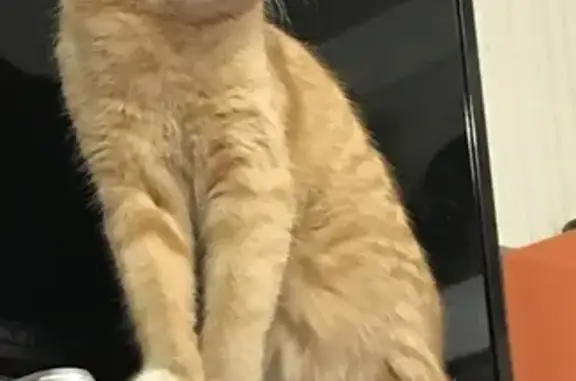 Кошки потеряшки, Москва, фото: Потеряшка кошка на ул. Петра Романова, 3 (Москва)