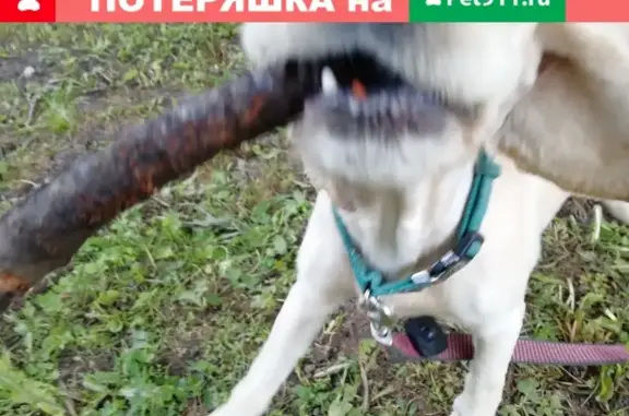 Собака найдена в деревне Юрлово, Московская область