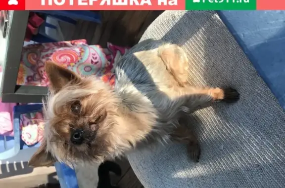 Найдена собака Йорк в поселении Филимонковское, Москва