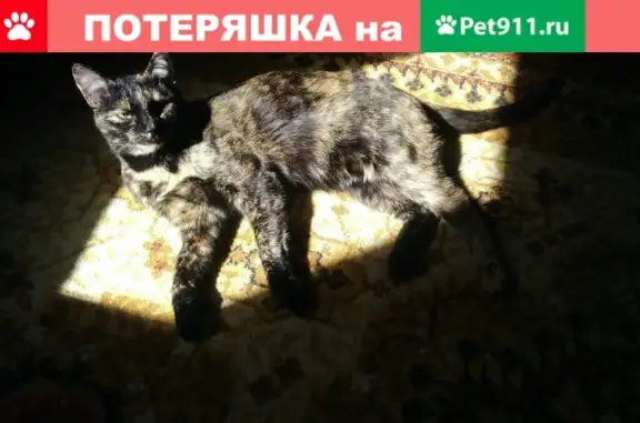 Пропала черепаховая кошка в Одинцово с поводком-шлейкой