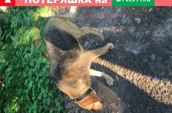 Найдена собака в районе горнолыжки, Калужская область