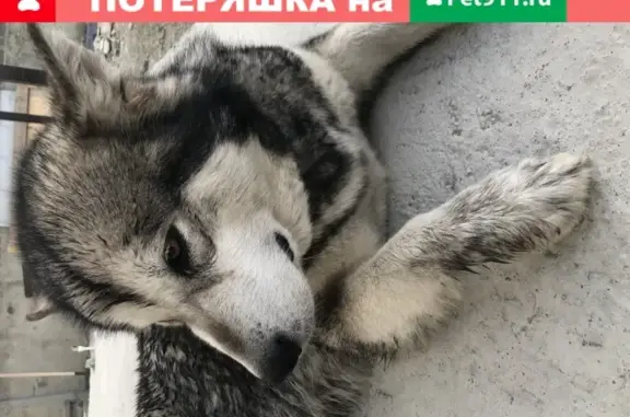 Найдена собака в Борисовке, Краснодарский край