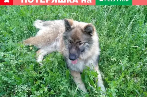 Найден пёс возле НИИ Юго-Восток, ул. Тулайкова