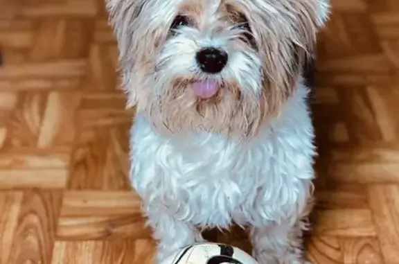 Собаки потеряшки, Москва, фото: Потеряшка собака Мартин на Ореховом бульваре