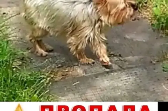 Пропала собака на Полевой улице в Быково