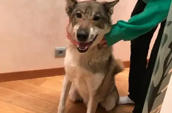 Найденные животные Москва, фото: Собака найдена у метро Профсоюзная, Москва.