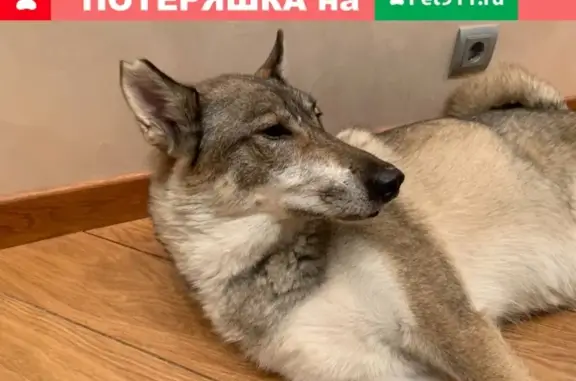 Собака с откушенным ухом на Новочеремушкинской, 44к3